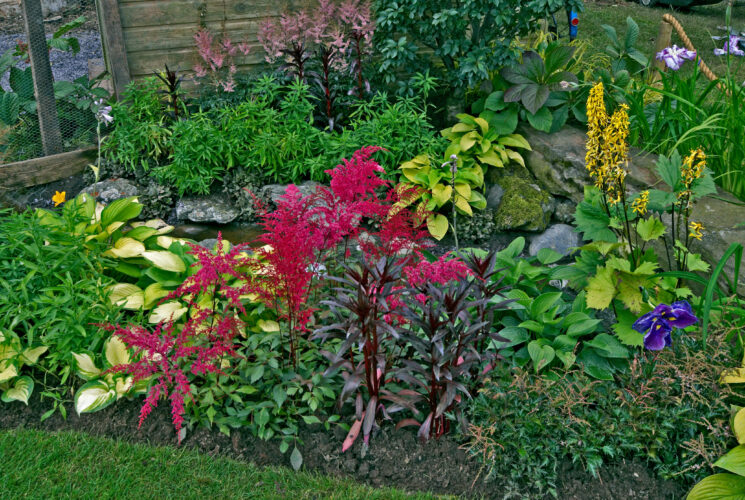 Perennial Shade Garden Plants for Low-Light Spaces